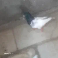 کفتر رنگی|پرنده|اهواز, کمپلو جنوبی|دیوار