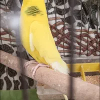 مرغ عشق نر