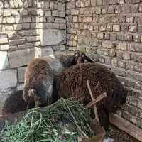 دو راس میش و بره