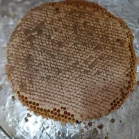 عسل