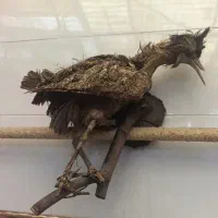 مجسمه پرنده،فروش و معاوضه