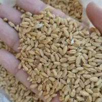 گندم تمیز درجه یک