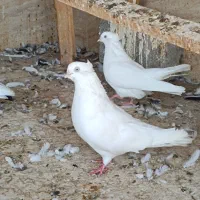 جفت کبوتر اراکی ۴ تومن