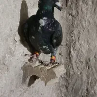 کبوتر