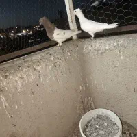 کبوتر