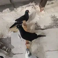 غارا سیا