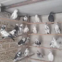 نروماده ساعت بالا