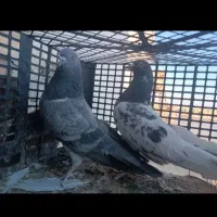 کفتر گنجه بر ضمانتی