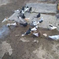 کفتر|پرنده|ارژن, |دیوار