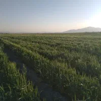 گندم فروشی