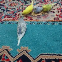 مرغ عشق ۲ماه