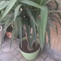 یوکا