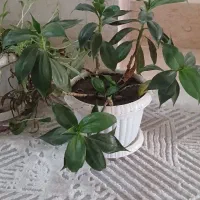گلها