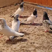 پرنده اصلی