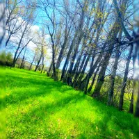 کوتوله برزیلی پیداشده