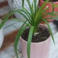 گل دیفن در گچساران