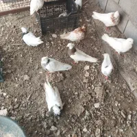 پرنده