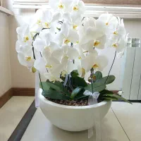 گل ارکیده
