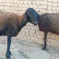 میش افشار