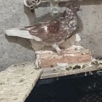کبوتر