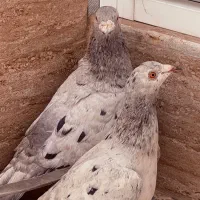 سرور خارجی