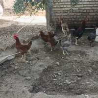 مرغ|حیوانات مزرعه|گنبد کاووس, |دیوار