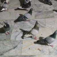 کبوتر نر ماده