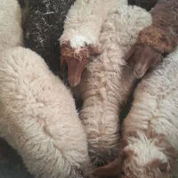 بره ماده