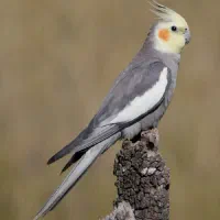فروش عروس هلندی