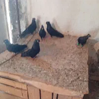 کبوتر