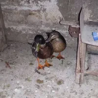 اردک