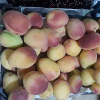 زرد الو درشت و ماتیکی