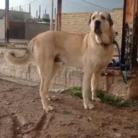 واگذاری سگ عراقی جوان