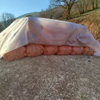 فروش کاه گندم خرمن کوب شده