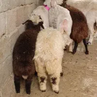 میش زاییده .میش بره .میش ترکی