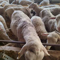 فروش گوسفند لارف .رومن . رومانف