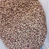 فروش 300تا 400کیاو لوبیا چیتی بوجاری کرده