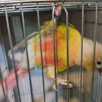 گرینجیک|پرنده|فیرورق, |دیوار