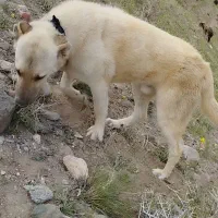 سگ سرابی 18ماهه