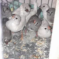 فنچ|پرنده|ساوه, |دیوار