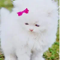 واگذاری سگهای خانگی به علت جابه جایی پاکوتاه پامر