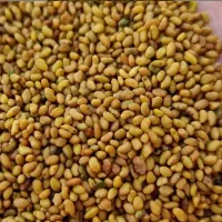 بذر اصیل یونجه بغدادی