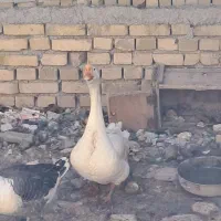 قوغاز نر فروشی