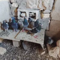 کبوتر
