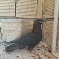یه عدد زاغ نر دورشت