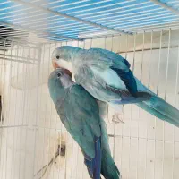 راهب جفت مولد کارداده بلو اسکای