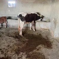 گاو گوساله نوبر