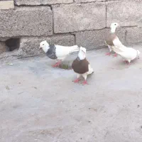 طوقی شادگان
