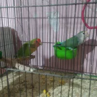 طوطی و. عروس هلندی