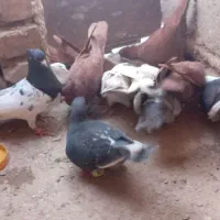 کفتر